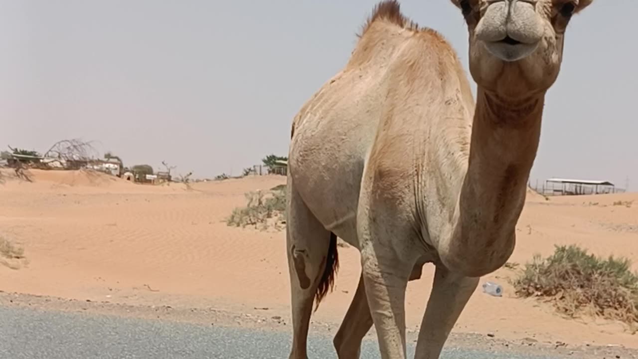 Camel attack