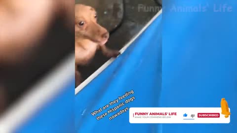 Funny video 🤪🤪🤪