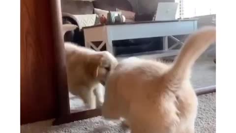 The cute little dog play with mirror ❣️