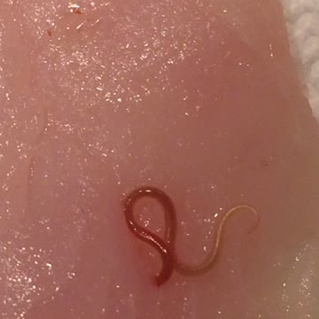 Worms found in "fresh" fish of the day