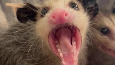 Spicy Baby Opossum
