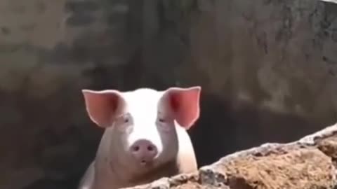 Animal funny moments, happy every day