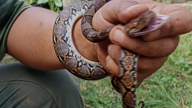 Dapat anak Ular piton dari kebun