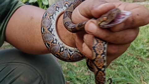 Dapat anak Ular piton dari kebun