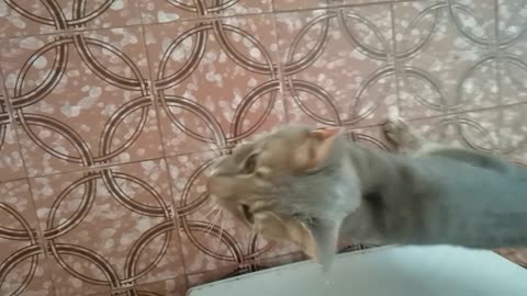 crazy gray cat 2