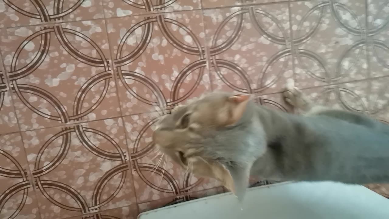 crazy gray cat 2