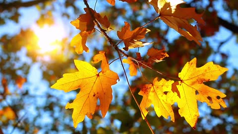 Do you like autumn?