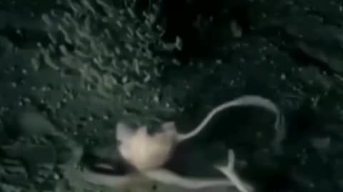 Fighter rat