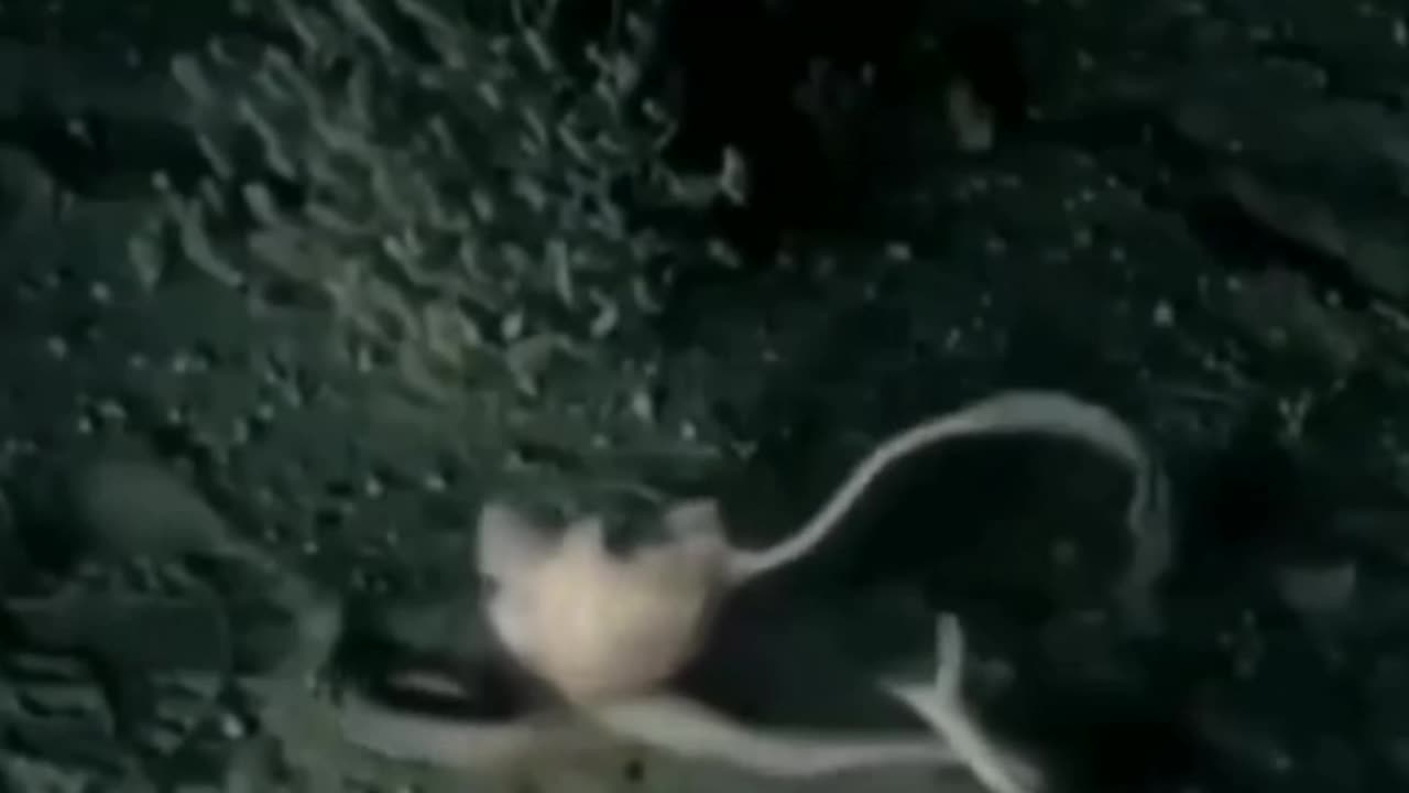 Fighter rat