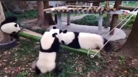 Funny Animal Videos #9