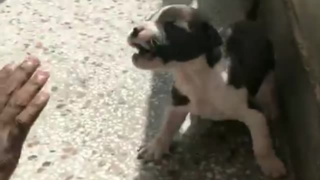 Future King _ pitbull transformation
