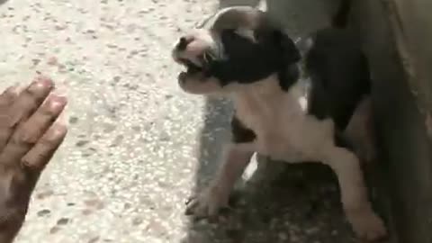 Future King _ pitbull transformation