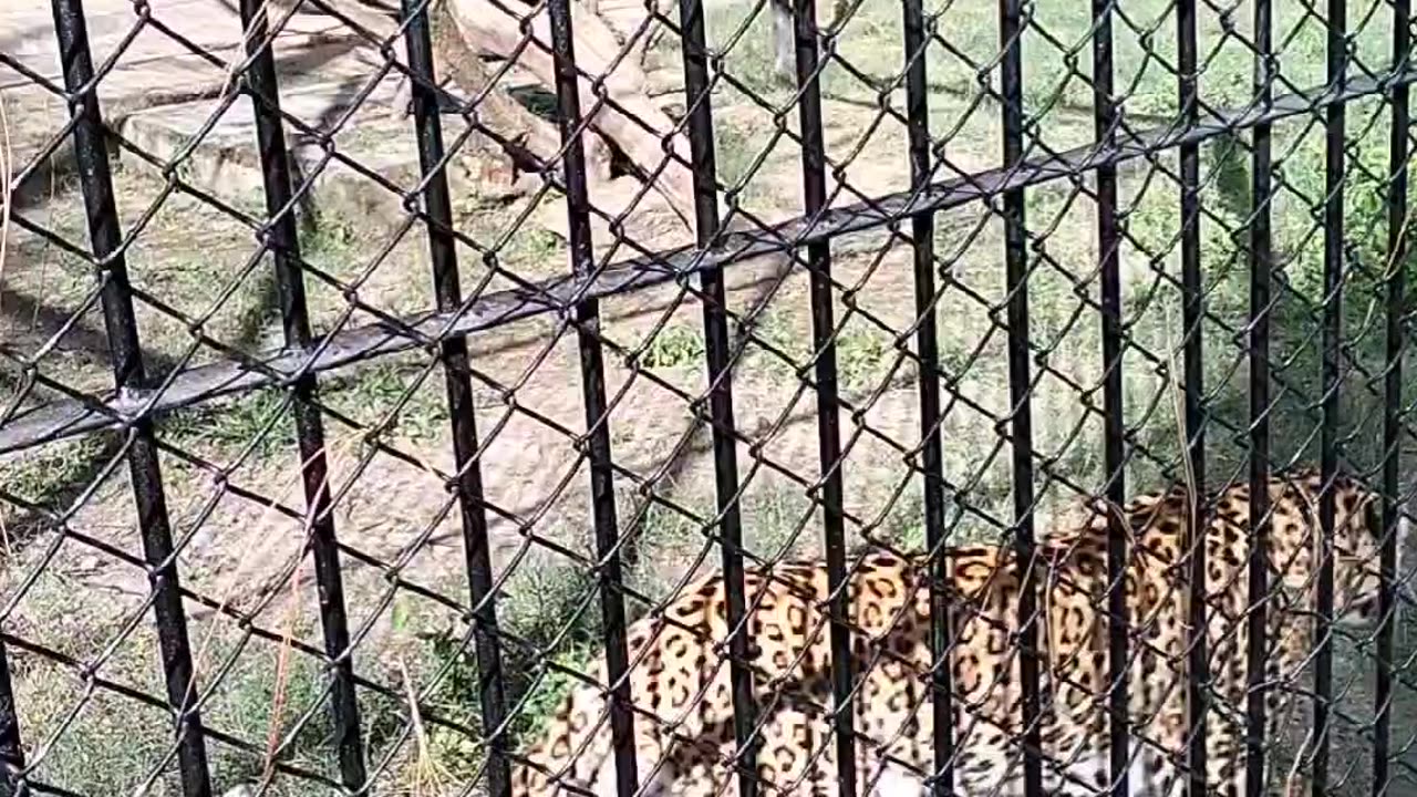 Almora mini zoo #travelling # wild life
