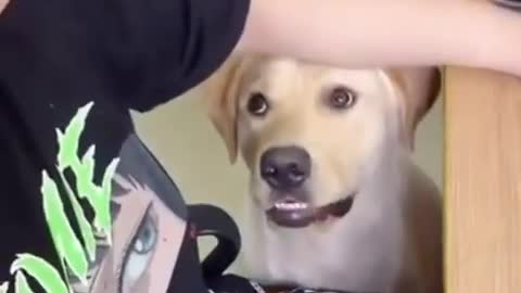 Funny animal