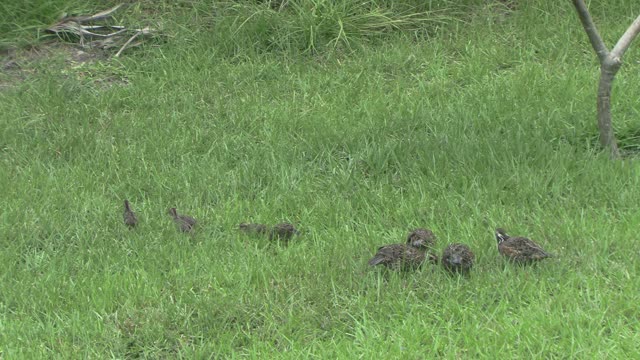 wild bob white quails and chicks