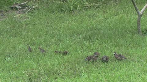 wild bob white quails and chicks