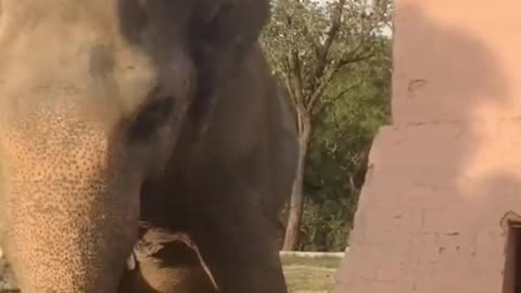 Dancing Elephant
