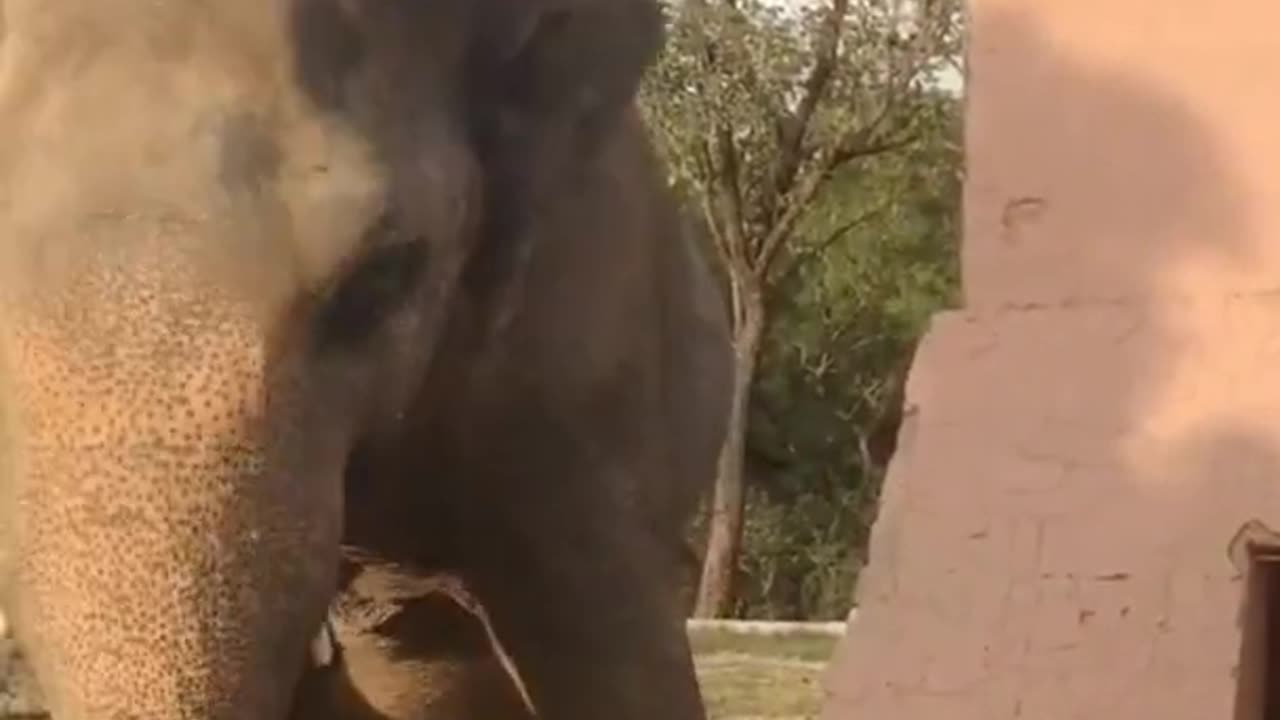 Dancing Elephant