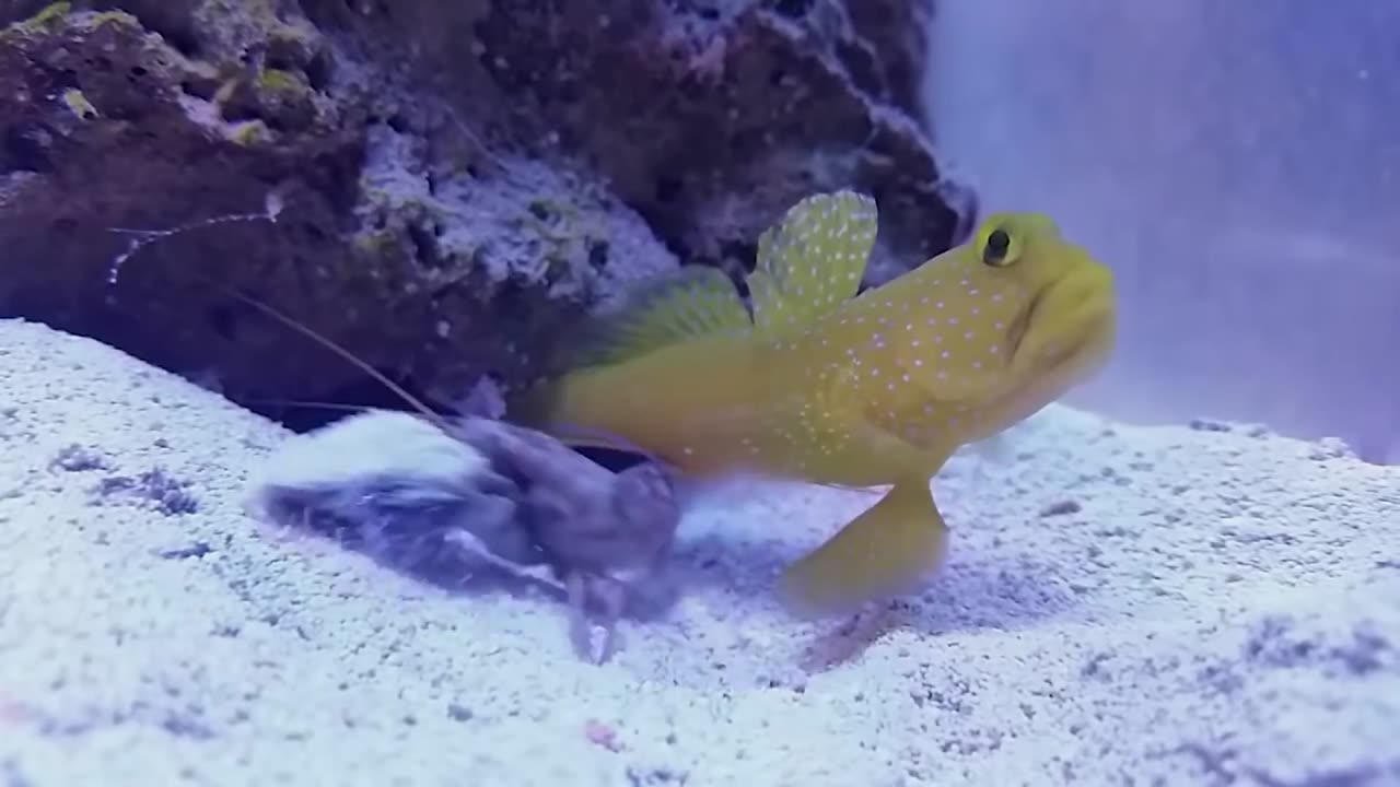 5 of the Coolest Animal Partnerships (Symbiotic Species)