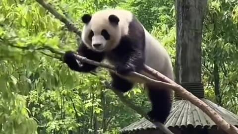 Panda dancer