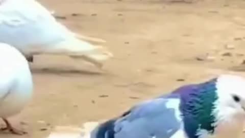 Beautiful Bird's Back Flips