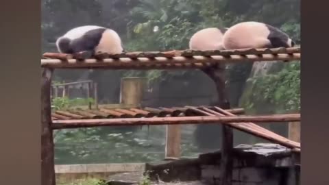 Don't Miss To Watch The funny Activates