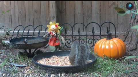 Live outdoor cam