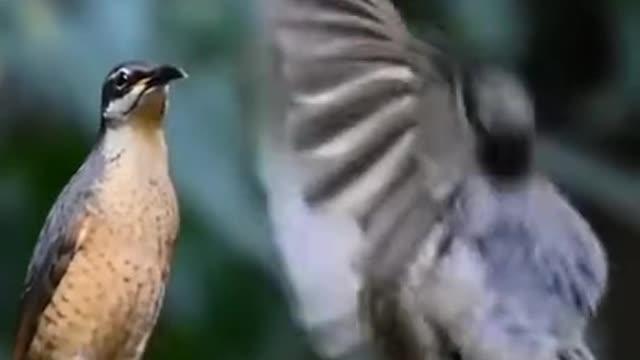 Bird Has some stunning tiktok moves