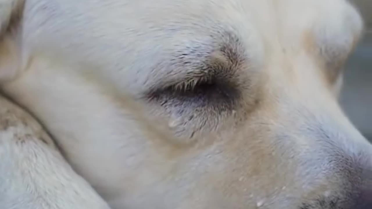 Dog cave blind