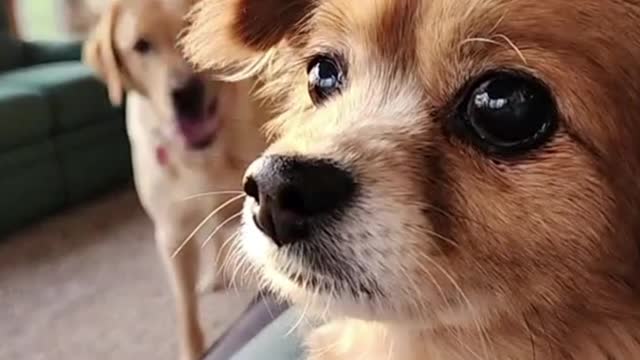 Look at this wide-eyed dog that looks angry