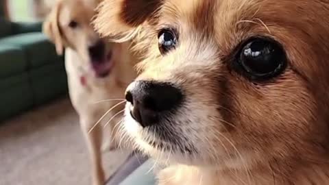 Look at this wide-eyed dog that looks angry