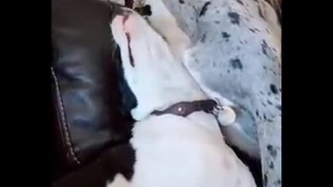 Funny Video cats and dogs