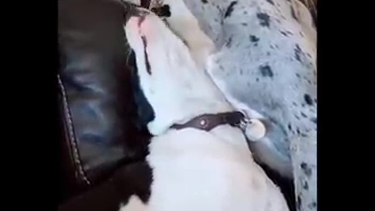 Funny Video cats and dogs