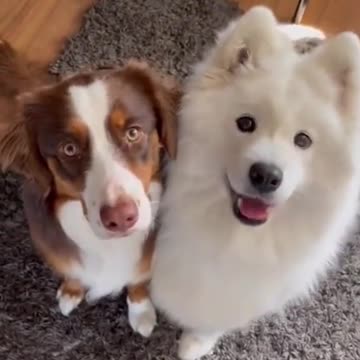 Excellent great gift for Dogs