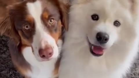 Excellent great gift for Dogs