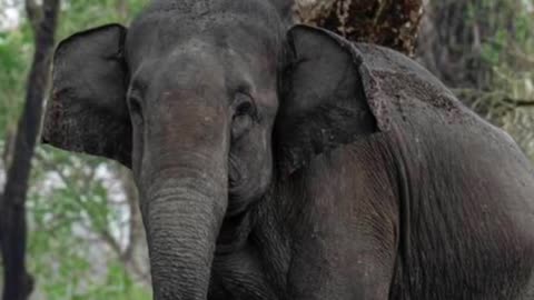 Elephant kills woman &shows up at her funeral