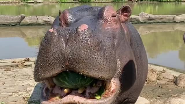 Hippo juicer