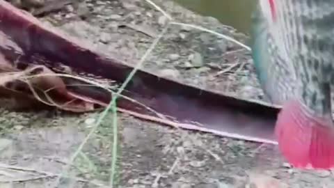 This is a beautiful and charming water-dwelling species