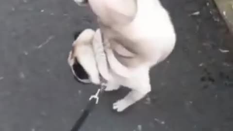 MUST WATCH! Funny Pug Dog Pee Style You will love To Watch😂
