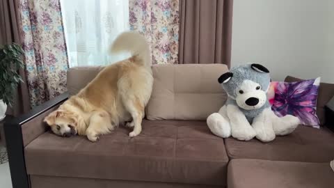 Funny Reaction of a Golden Retriever to a Husky Soft Toy