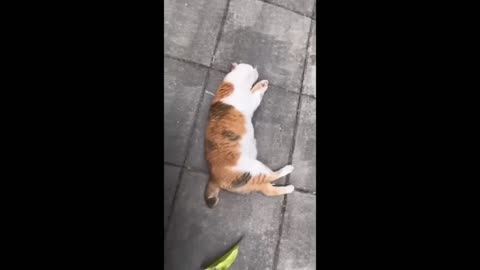 Funny DOGS and CATS videos 2024 Best Funniest Animal Videos of July