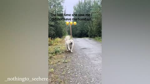 Top LOL moments and incidents with Funniest Dog! 🤣