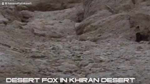 Desert Fox- Kuwait Desert