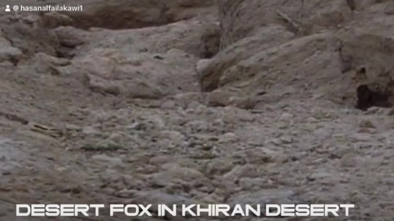 Desert Fox- Kuwait Desert