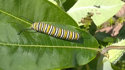 Monarch Butterfly Caterpillar