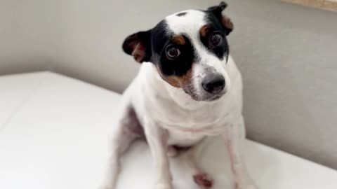 OH , NOO, OH, NOO, SHE KNOWS : BREWSTER THE JACK RUSSEL'S IN TROUBLE