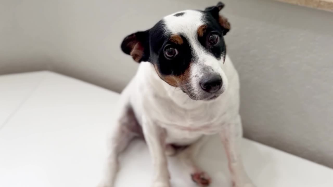 OH , NOO, OH, NOO, SHE KNOWS : BREWSTER THE JACK RUSSEL'S IN TROUBLE