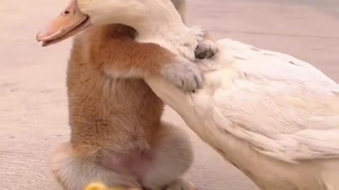 Cute dog short video