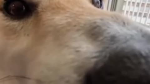 Animais Engraçados