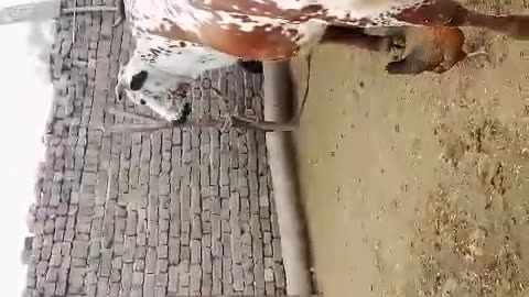 Cow Baby Breed